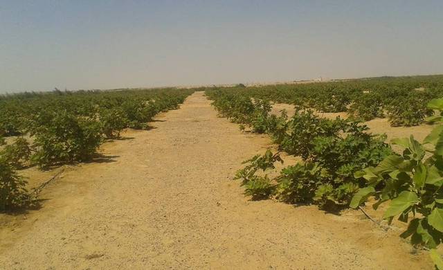 The EGX-listed firm logged a profit of EGP 1.012 million in FY17/18