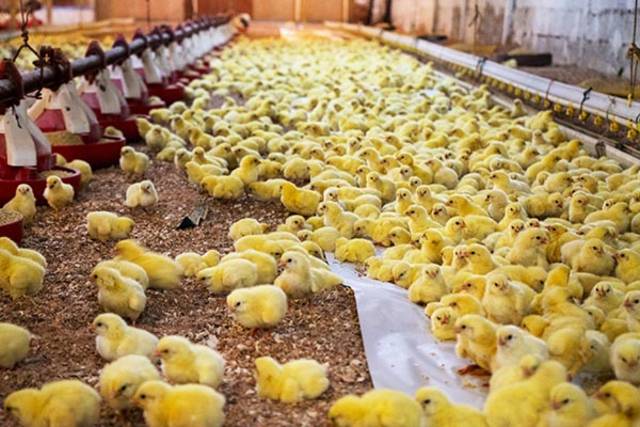 Delmon Poultry to open new hatchery by 2021