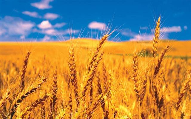 Egypt aims to purchase 3.6 million tonnes of local wheat this season