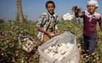 القطن المصري